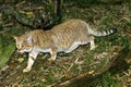 AFRICAN WILDCAT felis silvestris lybica, ADULT Royalty Free Stock Photo