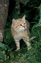 AFRICAN WILDCAT felis silvestris lybica, ADULT STANDING ON GRASS Royalty Free Stock Photo