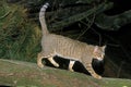 AFRICAN WILDCAT felis silvestris lybica, ADULT WALKING ON BRANCH Royalty Free Stock Photo