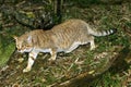 AFRICAN WILDCAT felis silvestris lybica Royalty Free Stock Photo