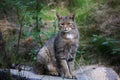 African wildcat (Felis silvestris lybica) Royalty Free Stock Photo