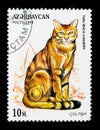 African Wildcat (Felis silvestris lybica), serie, circa 1994 Royalty Free Stock Photo
