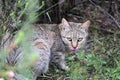 African Wildcat (Felis silvestris lybica) Royalty Free Stock Photo