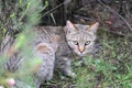 African Wildcat (Felis silvestris lybica) Royalty Free Stock Photo