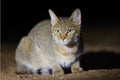 The African wildcat Felis silvestris lybica sitting in the road dust. A wild African cat with green-yellow eyes at night Royalty Free Stock Photo