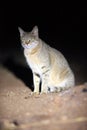 The African wildcat Felis silvestris lybica sitting in the road dust. A wild African cat with green-yellow eyes at night Royalty Free Stock Photo