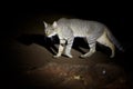 African wildcat, Felis silvestris lybica, tomcat searching for prey Royalty Free Stock Photo