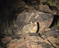 African Wildcat