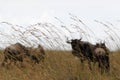 African wilde life. Masai Mara Royalty Free Stock Photo