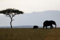 African wilde life. Masai Mara Royalty Free Stock Photo