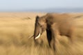 African wilde life. Masai Mara Royalty Free Stock Photo