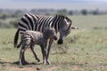 African wilde life. Masai Mara Royalty Free Stock Photo