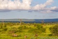 Wilderness landscape in the Kruger Park Royalty Free Stock Photo
