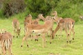 African wildlife Royalty Free Stock Photo