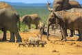 African wildlife in Addo Park Royalty Free Stock Photo