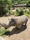 White southern rhinoceros or Ceratotherium simum Royalty Free Stock Photo
