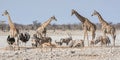 Busy Watering Hole Royalty Free Stock Photo