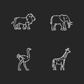 African wildlife chalk white icons set on black background Royalty Free Stock Photo