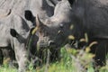 African Wildlife - rhinoceros - The Kruger National Park