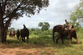 African Wildlife - Elephant back Safari  - Zambia Royalty Free Stock Photo