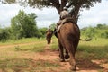 African Wildlife - Elephant back Safari  - Zambia Royalty Free Stock Photo