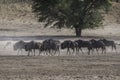 African wildlife in the ethosha national park Royalty Free Stock Photo