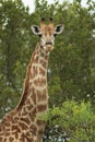 African Wildlife - giraffe - The Kruger National Park