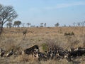 African Wildlife - Hyena and vultures - The Kruger National Park