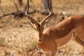 African Wildlife - Impala - The Kruger National Park Royalty Free Stock Photo