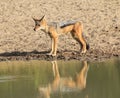 African Wildlife - Jackal, Black-bakced - Undertaker of Africa Royalty Free Stock Photo