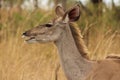 African Wildlife - Kudu - The Kruger National Park