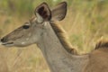 African Wildlife - Kudu - The Kruger National Park