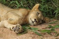 African Wildlife - Lion cub - The Kruger National Park Royalty Free Stock Photo