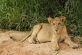 African Wildlife - Lion cub - The Kruger National Park Royalty Free Stock Photo