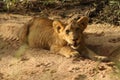 African Wildlife - Lion cub - The Kruger National Park Royalty Free Stock Photo