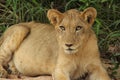 African Wildlife - Lion cub - The Kruger National Park Royalty Free Stock Photo