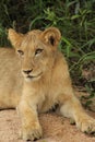 African Wildlife - Lion cub - The Kruger National Park Royalty Free Stock Photo