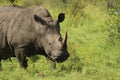 African Wildlife - rhinoceros - The Kruger National Park