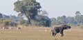 African wildlife on Savannah