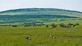 African Wildlife. Two crowned cranes are walking on the green grass of the savanna Royalty Free Stock Photo