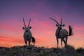 Two large antelopes with spectacular horns, Oryx gazella, standing on the ridge of the valley against dramatic, red sunset