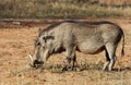 African Wildlife: Warthog