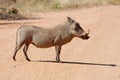 African Wildlife: Warthog Royalty Free Stock Photo