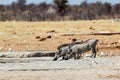 African Wildlife Warthog Royalty Free Stock Photo