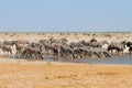 Zebras, wildebeest and springbok at a waterhole, Etosha National Park, Namibia Royalty Free Stock Photo