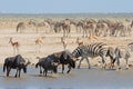 Wildebeest, springbok and plains zebras at a waterhole, Etosha National Park, Namibia Royalty Free Stock Photo