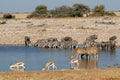 African wildlife at a waterhole - Etosha National Park Royalty Free Stock Photo