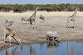 African wildlife at a waterhole in Namibia