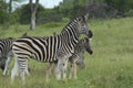 African Wildlife - Zebra - The Kruger National Park