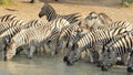 African Wildlife - Zebra, Striped Family Photo